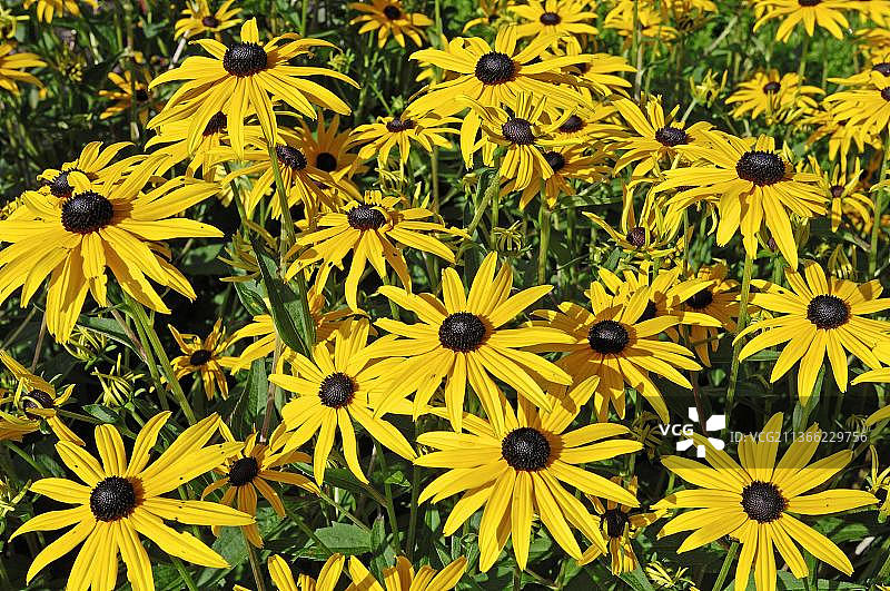 黑眼苏珊（金光菊）图片素材