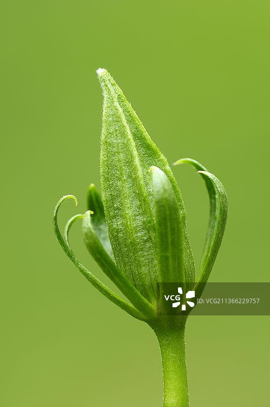 中国芙蓉（木槿），花蕾，中国玫瑰，扶桑花图片素材