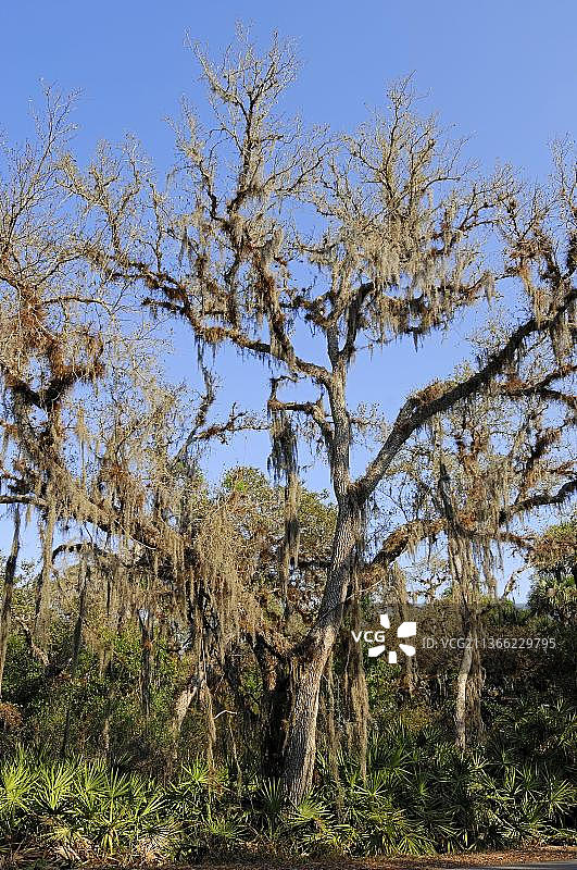 附路易斯安那苔藓和锯棕榈的树木，位于佛罗里达州米亚卡河州立公园，美国，北美图片素材
