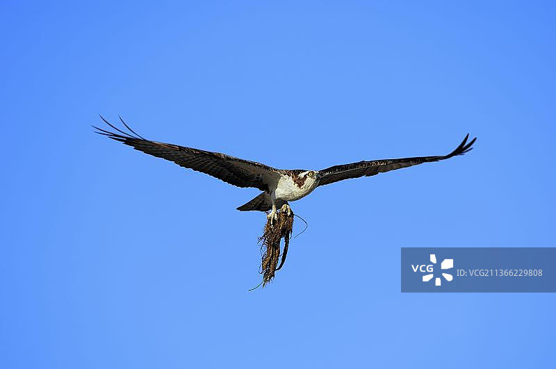 美洲鹗（Pandion haliaetus）与筑巢材料，美国佛罗里达州大沼泽地国家公园图片素材