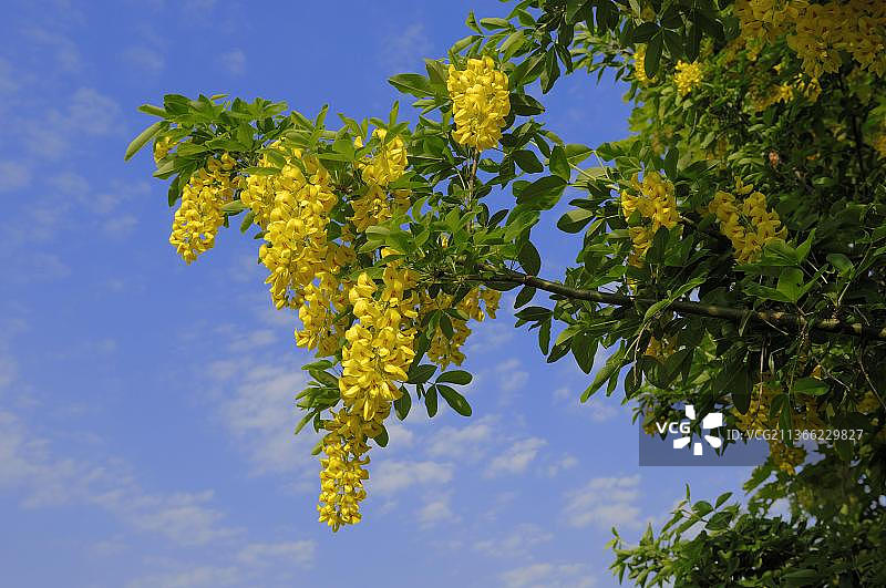 金链花，豆树，金 rush，黄色灌木图片素材