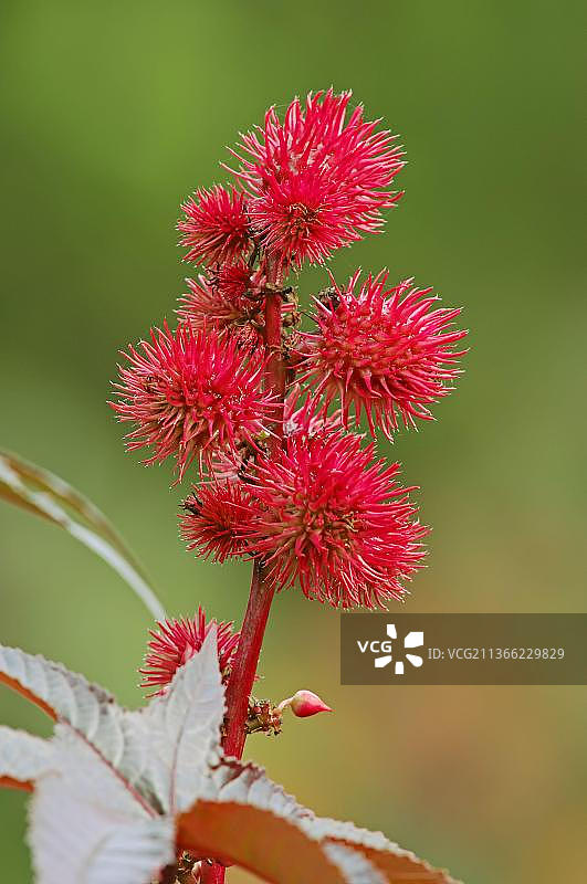蓖麻、果实、蓖麻油植物（Ricinus communis）奇迹树图片素材
