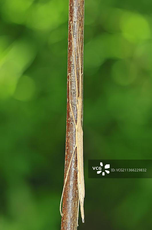 粉翅竹节虫图片素材
