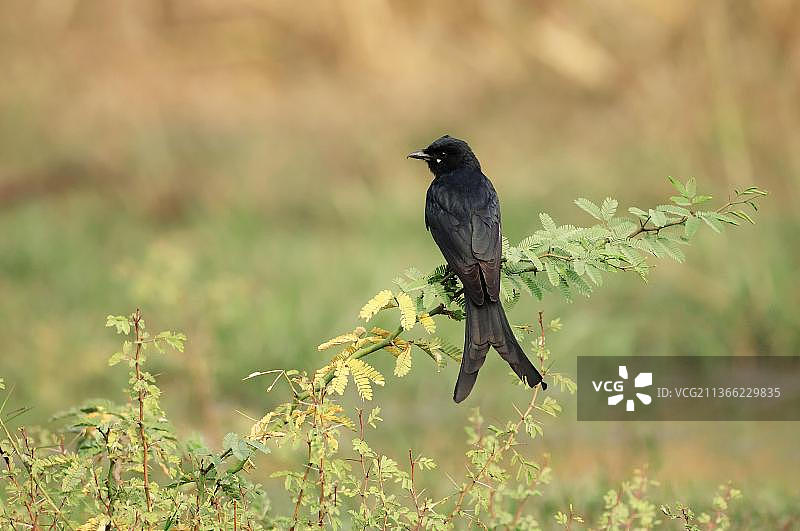 印度拉贾斯坦邦凯奥拉德奥加纳国家公园的黑卷尾图片素材