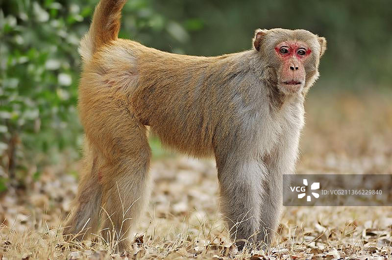 印度拉贾斯坦邦Keoladeo Ghana国家公园的雄性猕猴图片素材