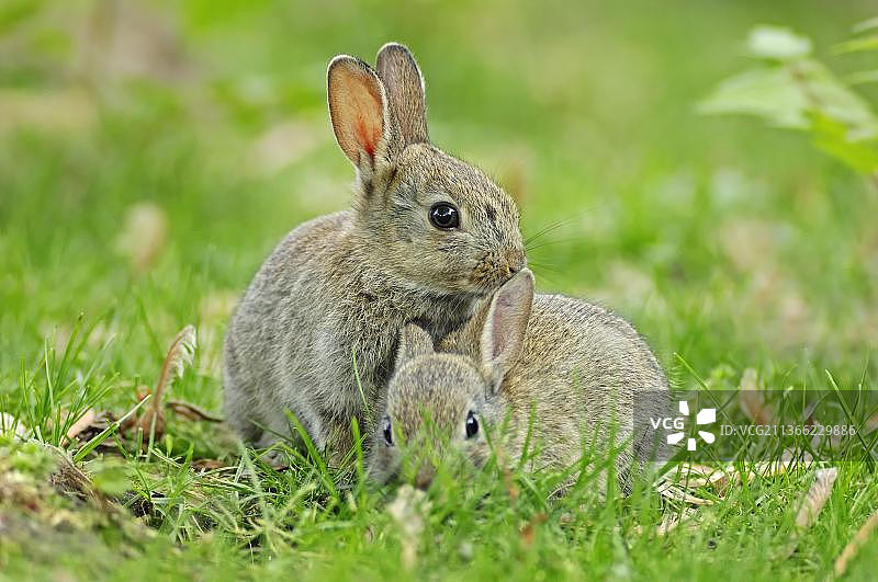 欧洲兔幼崽，德国北莱茵-威斯特法伦图片素材