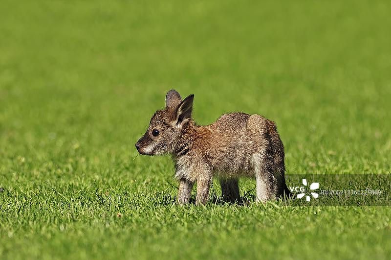 幼年红颈小袋鼠图片素材