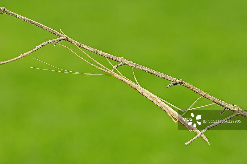 粉翅竹节虫图片素材