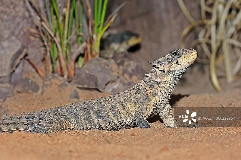 南非犰狳蜥图片素材