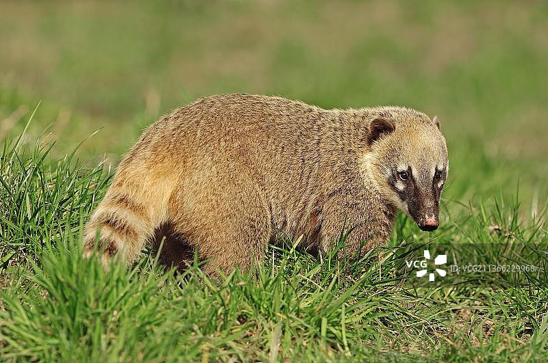 南美浣熊图片素材
