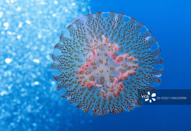 夜光游水母图片素材