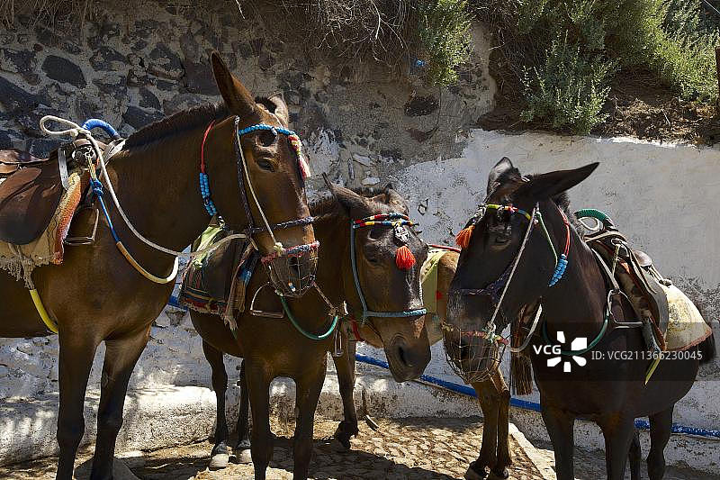 圣托里尼岛的骡子，基克拉泽斯群岛，希腊，欧洲图片素材