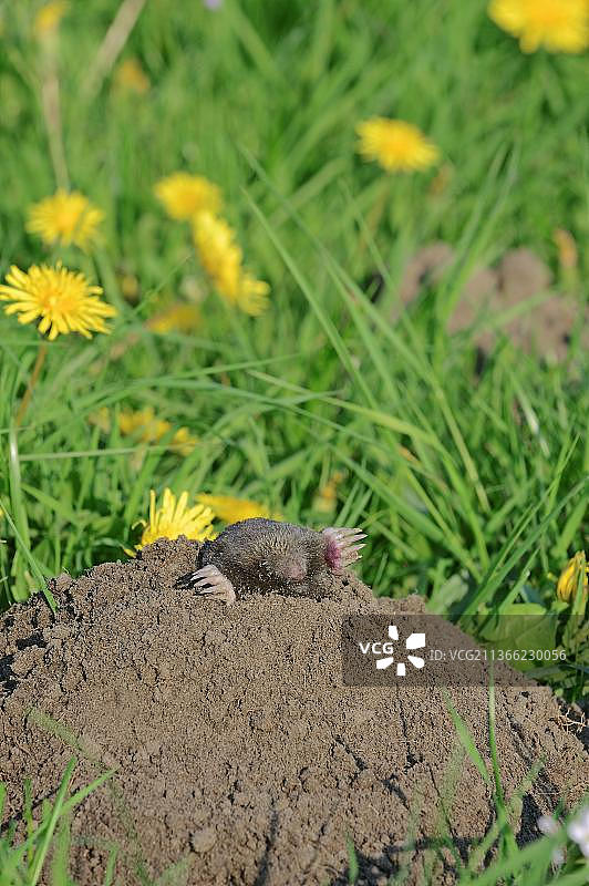 欧洲鼹鼠，北莱茵-威斯特法伦，德国图片素材