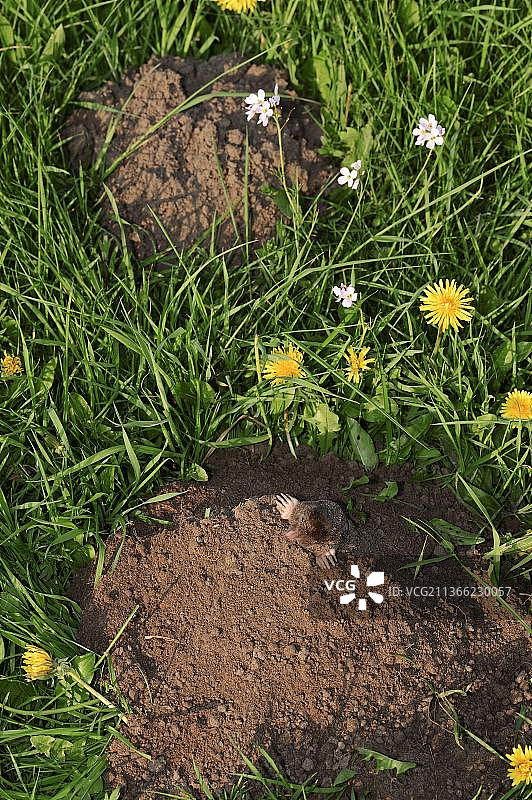 欧洲鼹鼠，北莱茵-威斯特法伦，德国图片素材