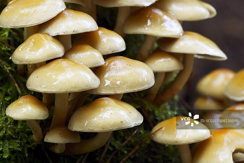 德国勃兰登堡的松杉属植物图片素材