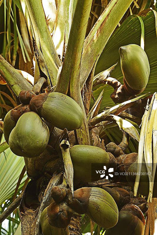 海椰子，世界上最大的种子，非洲塞舌尔Praslin岛五月谷国家公园图片素材