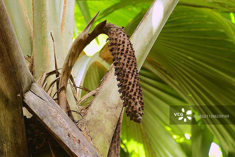 塞舌尔普拉兰岛五月谷国家公园里的海椰子图片素材