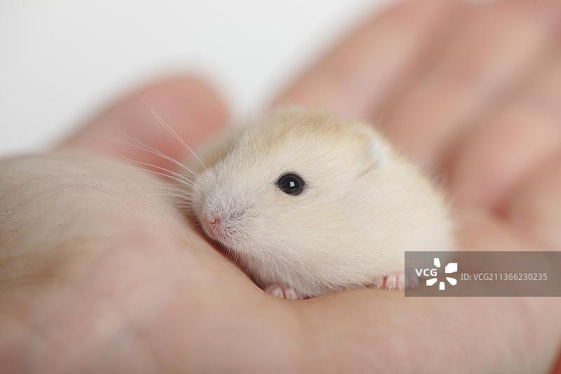 幼年俄罗斯短毛仓鼠图片素材
