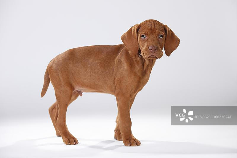 匈牙利短毛指示犬 幼犬 9周大图片素材