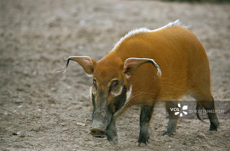 成年红河猪图片素材