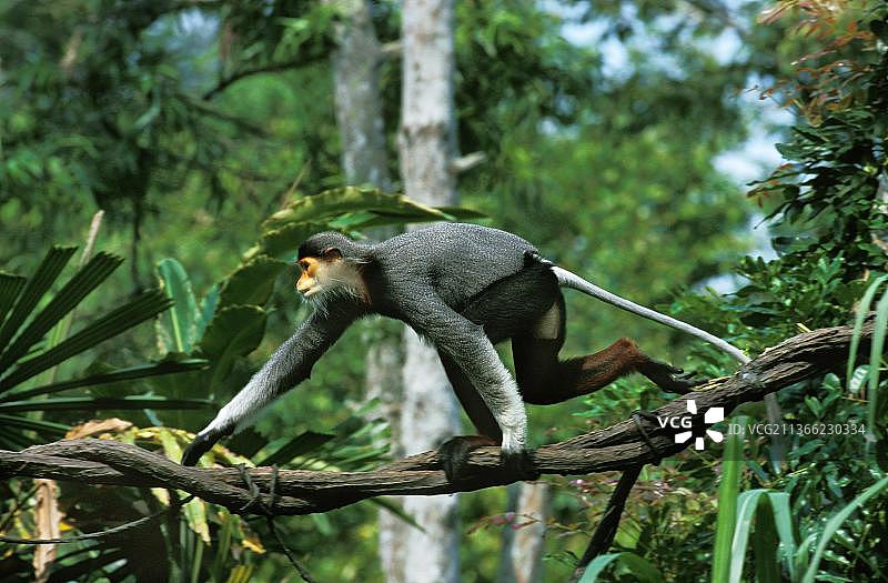 红腿白臀叶猴在藤蔓上行走图片素材