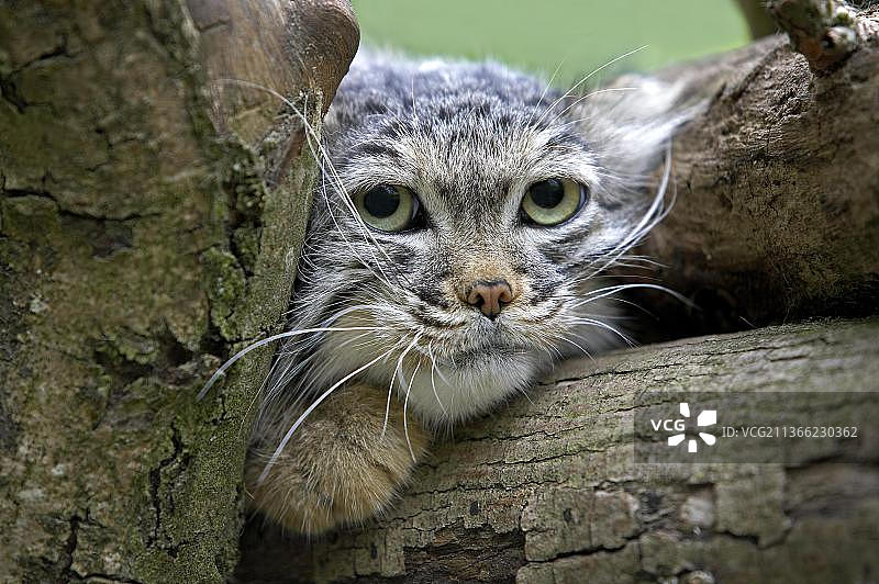 成年兔狲肖像图片素材