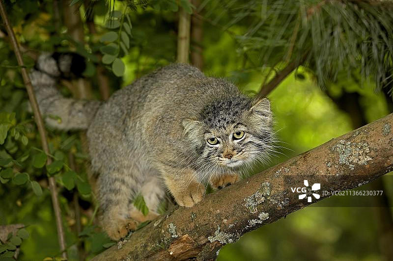 兔狲（otocolobus manul），成年个体在树枝上图片素材