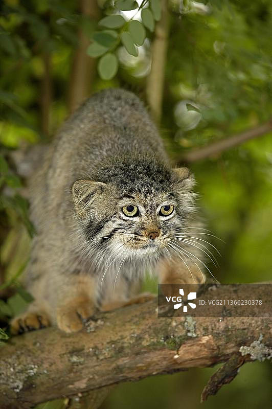 兔狲（otocolobus manul），成年个体在树枝上图片素材