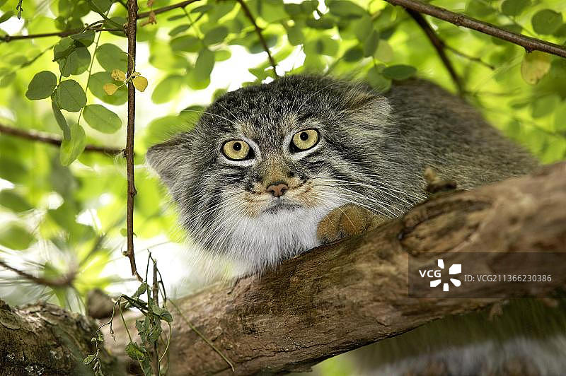 兔狲（otocolobus manul），成年个体在树枝上图片素材