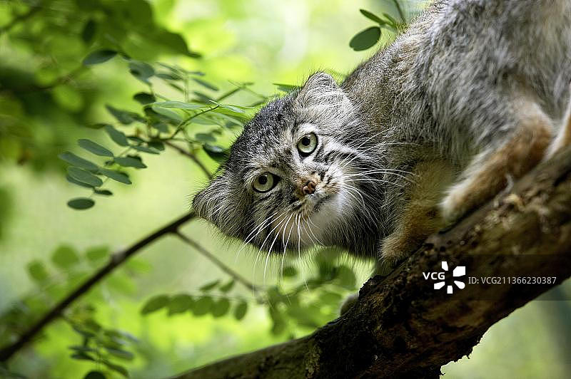 兔狲（otocolobus manul），成年个体在树枝上图片素材