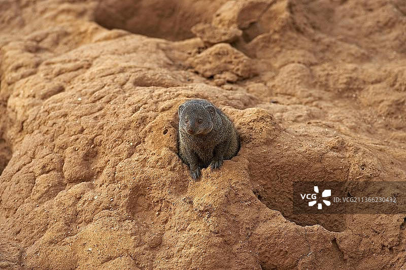 侏儒獴：肯尼亚马赛马拉公园白蚁丘上的成年獴图片素材