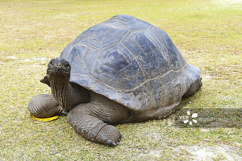 阿尔达布拉巨龟，塞舌尔库里厄斯岛图片素材
