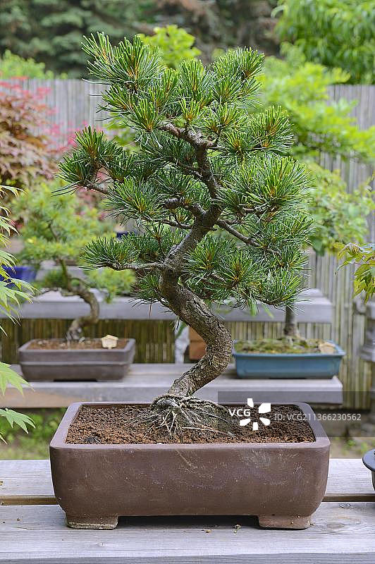 欧洲赤松盆景图片素材
