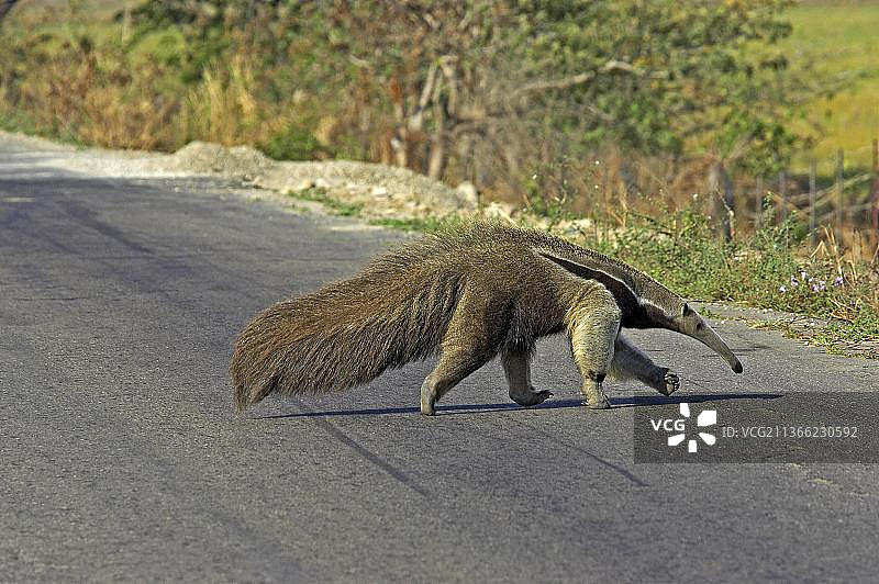 巨型食蚁兽（Myrmecophaga tridactyla），成年个体穿过委内瑞拉洛斯亚诺斯的道路图片素材