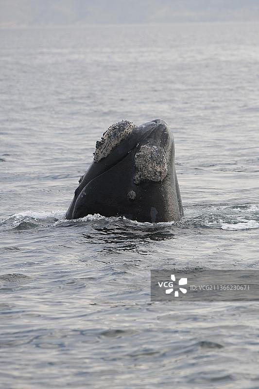 南方露脊鲸（eubalaena australis），头部从海中露出，南非赫曼努斯图片素材