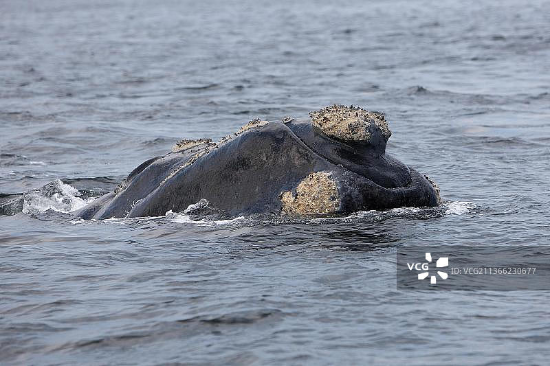 南非赫曼努斯附近：一只成年南露脊鲸（学名：eubalaena australis）的头部浮出水面图片素材