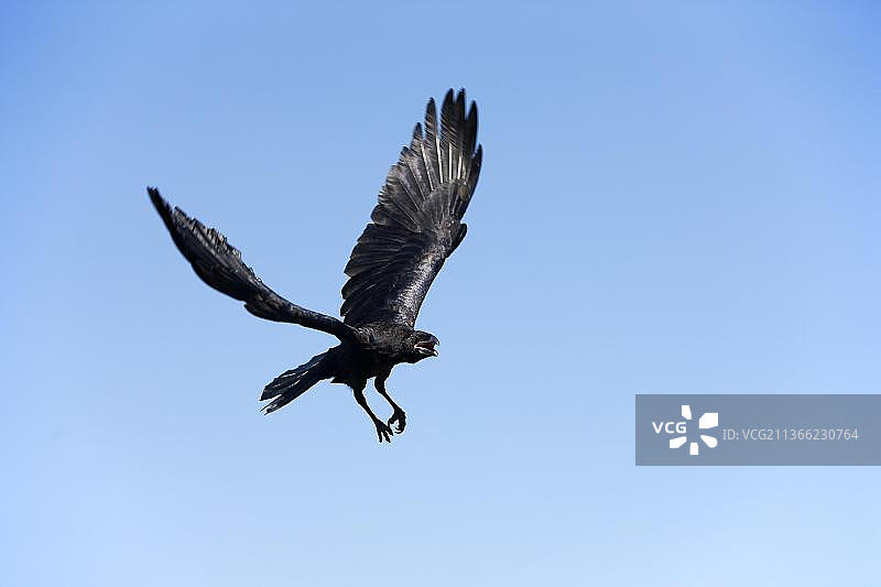 蓝天下飞翔的渡鸦图片素材