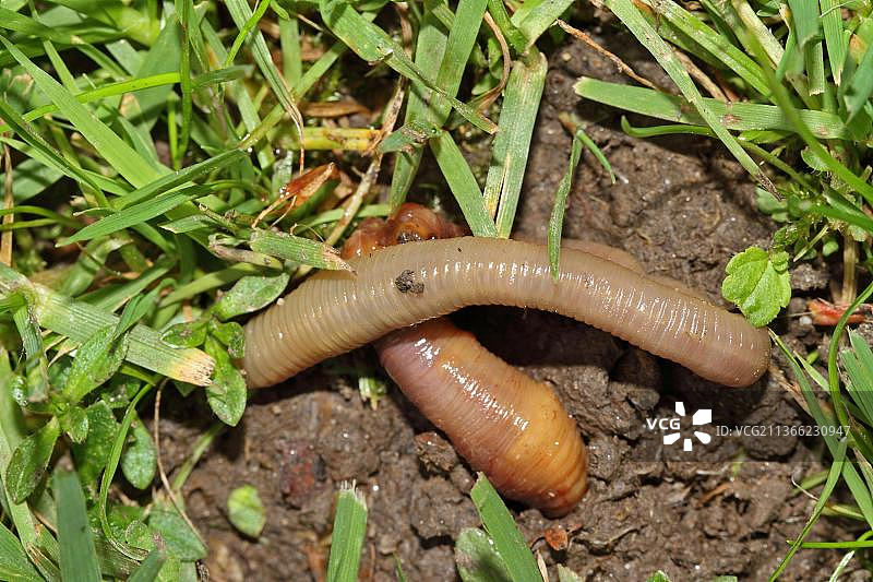 蚯蚓图片素材