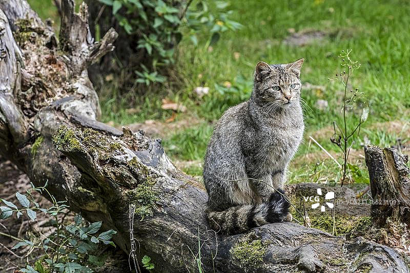坐在森林倒下的树干上的欧洲野猫图片素材