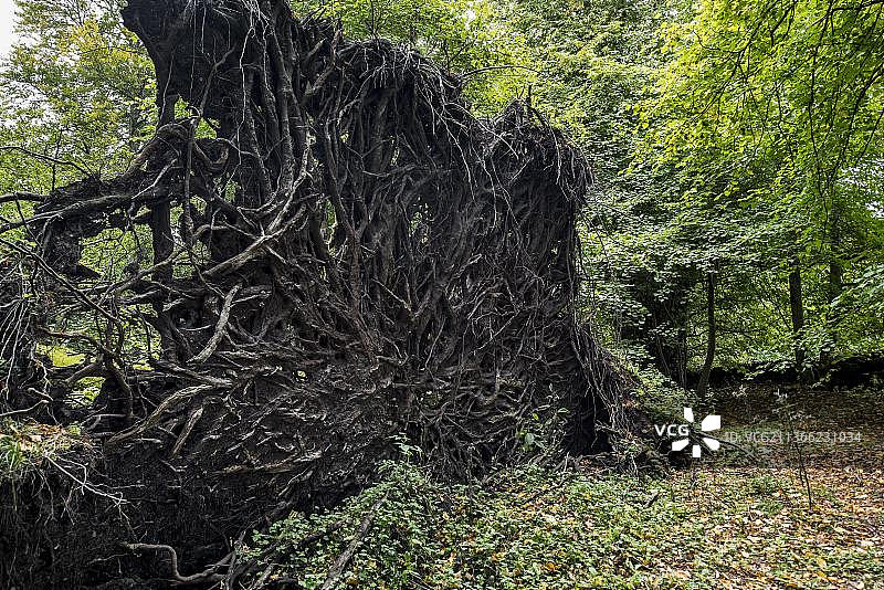 被飓风强风吹倒的铜山毛榉（Fagus sylvatica），根部暴露图片素材