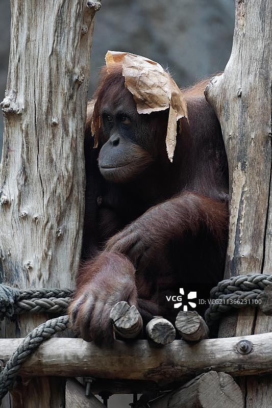 苏门答腊猩猩图片素材