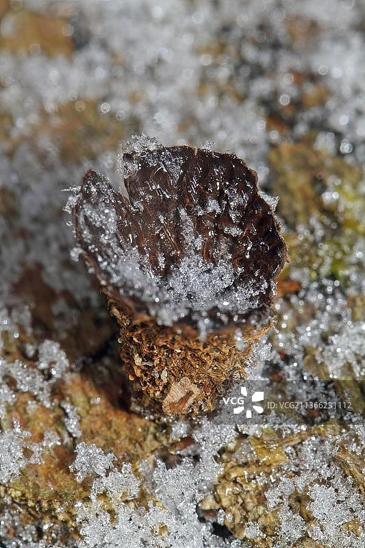 条纹鹿图片素材