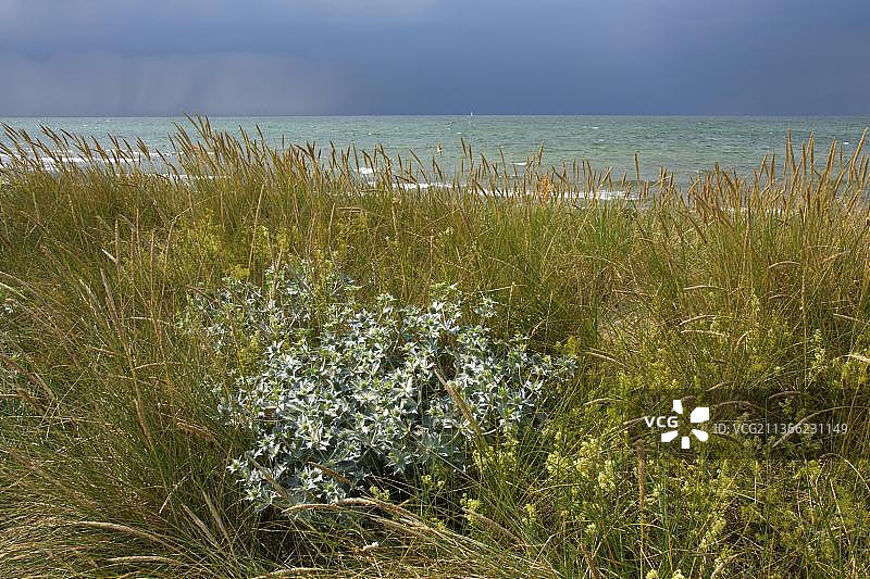 海刺芹图片素材