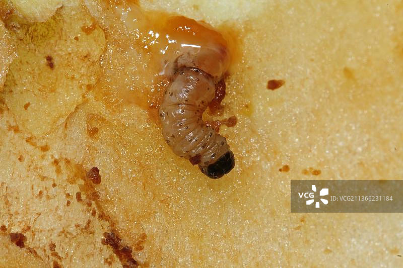 苹果包装纸图片素材