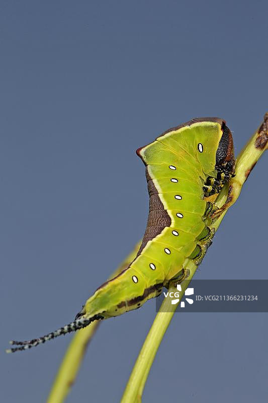 大叉尾鸟图片素材