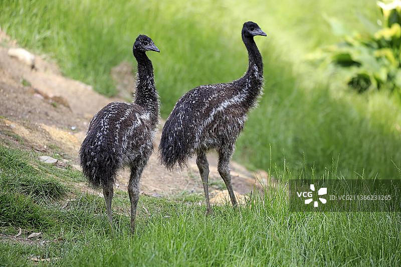 两只正在觅食的鸸鹋幼鸟，位于澳大利亚南澳大利亚州洛夫蒂山图片素材