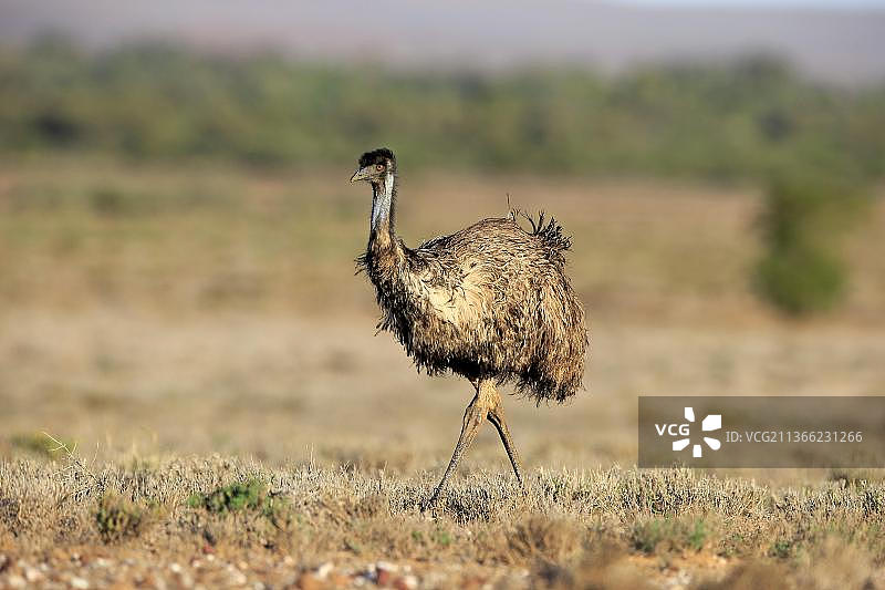 鸸鹋，成年，澳大利亚新南威尔士州斯特特国家公园图片素材