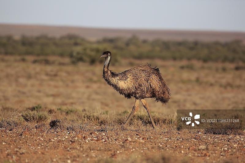 鸸鹋，成年，澳大利亚新南威尔士州斯特特国家公园图片素材