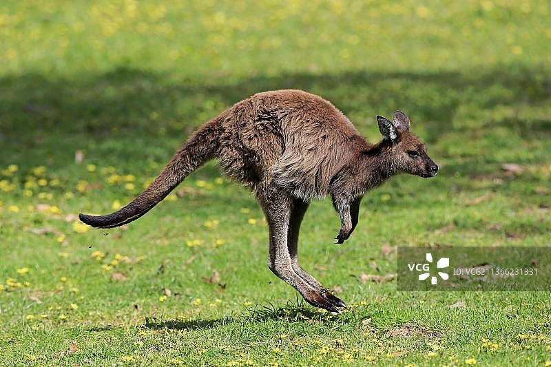 袋鼠岛袋鼠（Macropus fuliginosus fuliginosus），幼崽在草地上跳跃，位于南澳大利亚洛夫蒂山图片素材