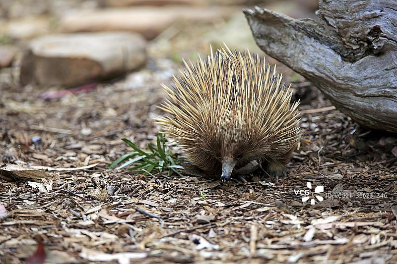 短吻针鼹，成年，澳大利亚袋鼠岛图片素材